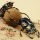Illustration for article titled Two beautiful dung beetles in love